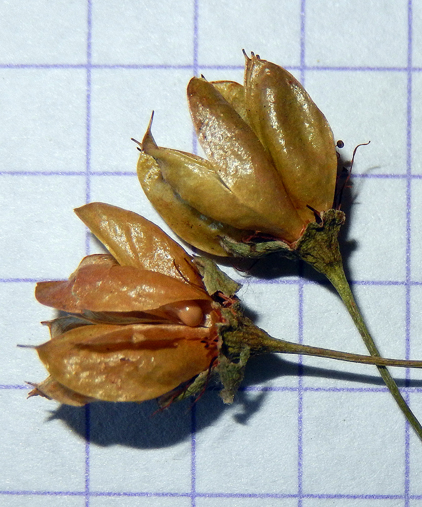 Image of Physocarpus opulifolius specimen.