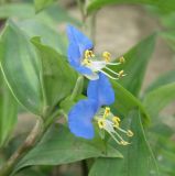 Commelina communis. Верхушка цветущего побега. Краснодарский край, Кущёвский р-н, станица Кущёвская, клумба в сквере. 29.06.2010.