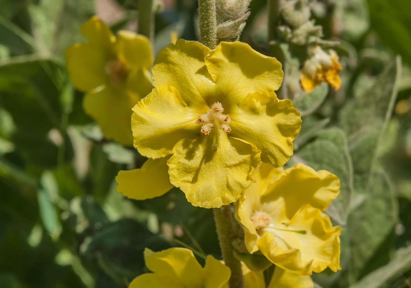 Изображение особи Verbascum undulatum.