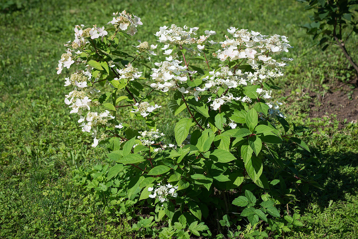 Image of Hydrangea paniculata specimen.