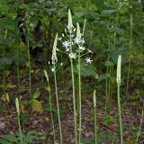 Смотреть изображение Ornithogalum arcuatum
