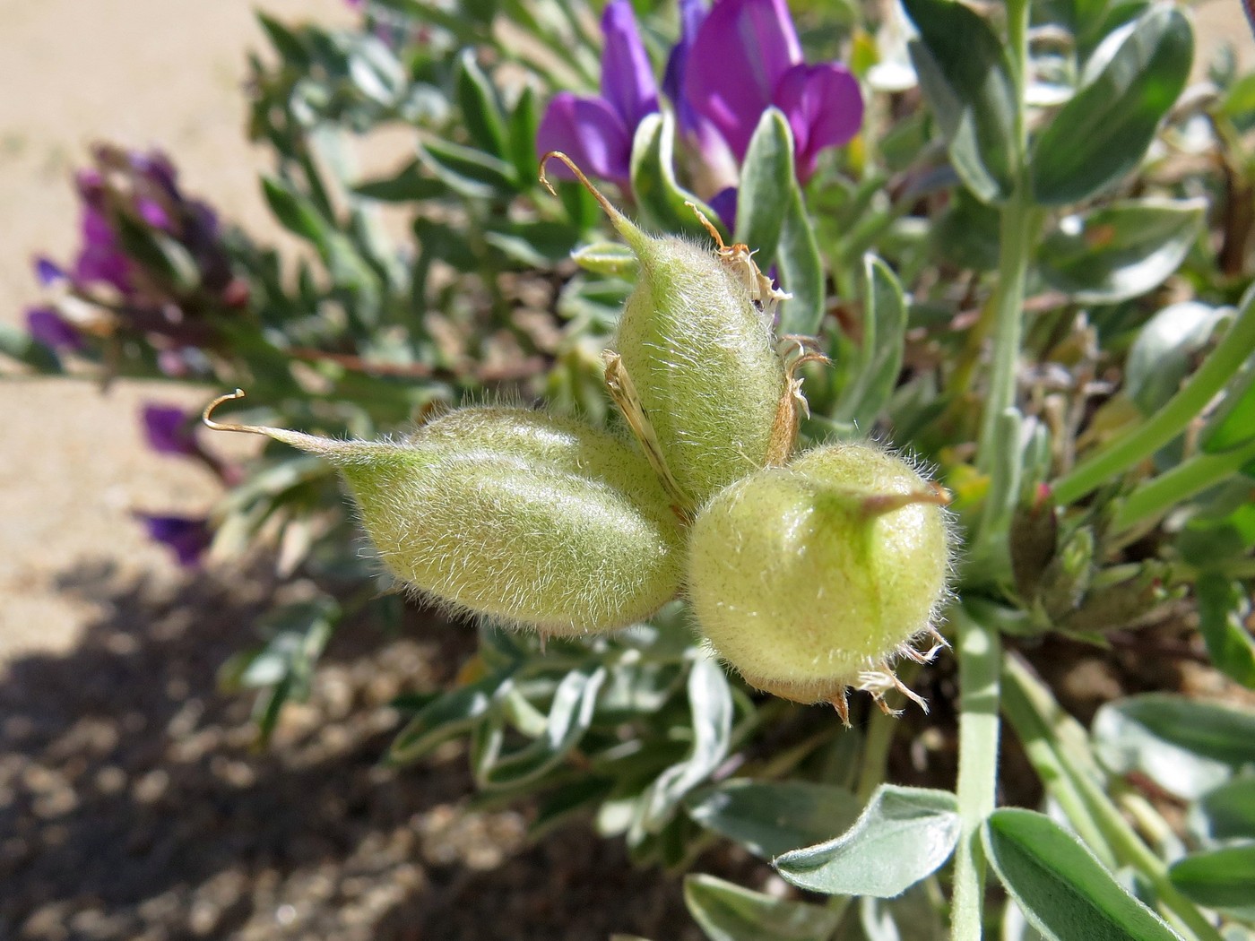 Image of Oxytropis tragacanthoides specimen.