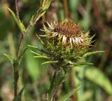 Carlina vulgaris. Соцветие. Республика Татарстан, Камско-Устьинский р-н, окр. с. Камское Устье, овраг у подножия горы Лобач. 05.08.2018.