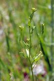 Trichochiton inconspicuum