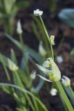 Allium paradoxum