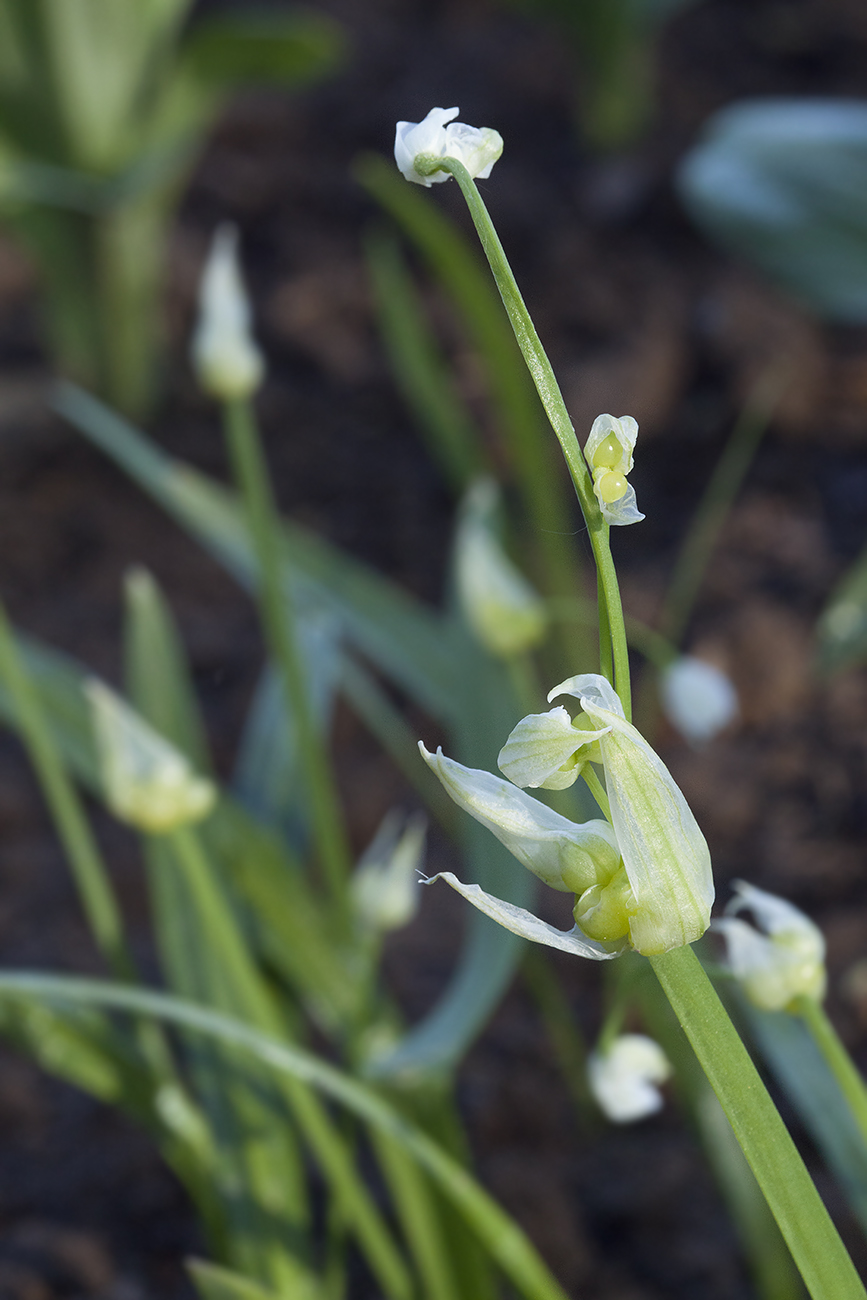 Изображение особи Allium paradoxum.