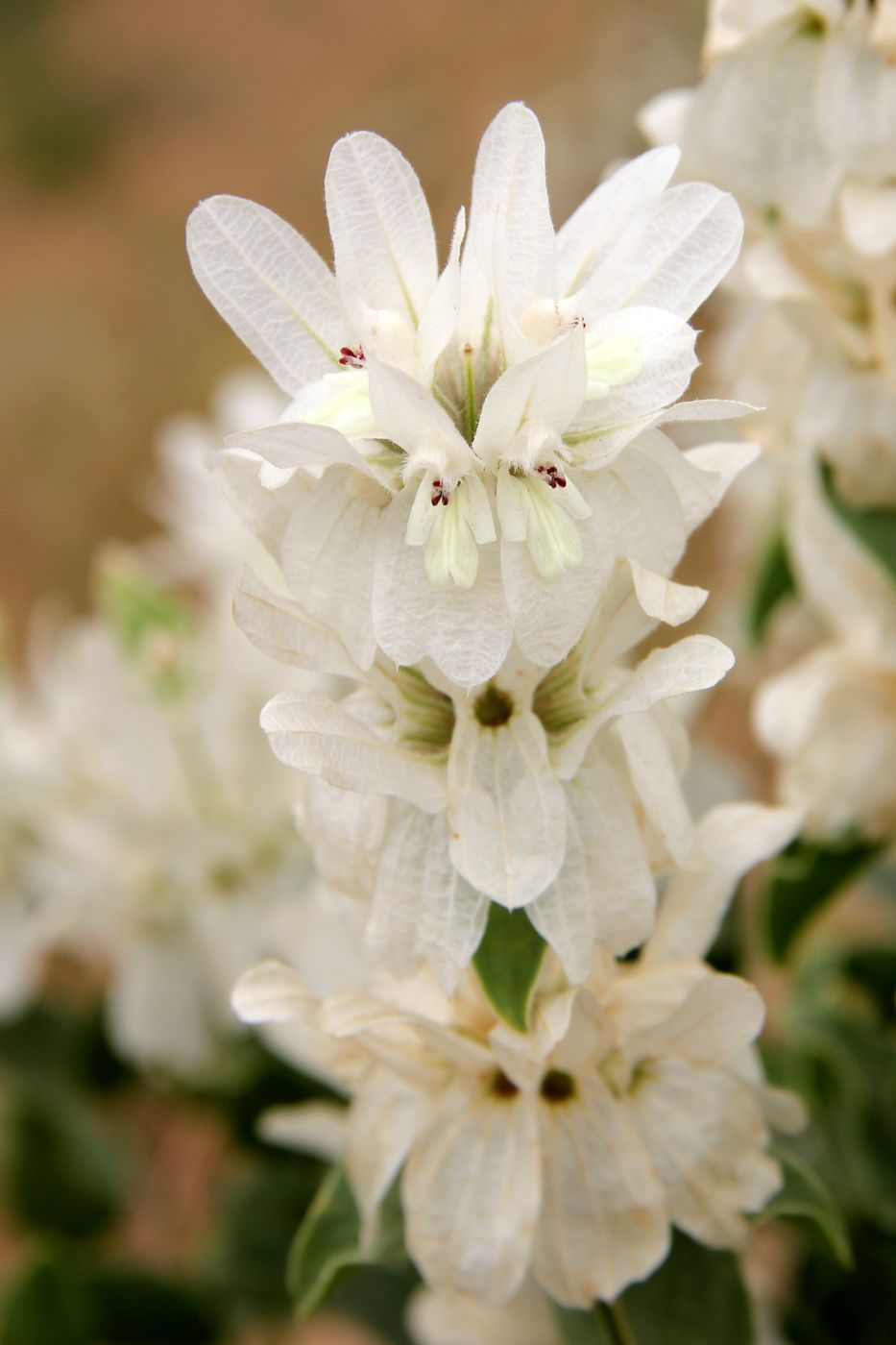 Image of Otostegia fedtschenkoana specimen.