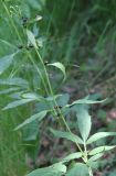 Cardamine bulbifera