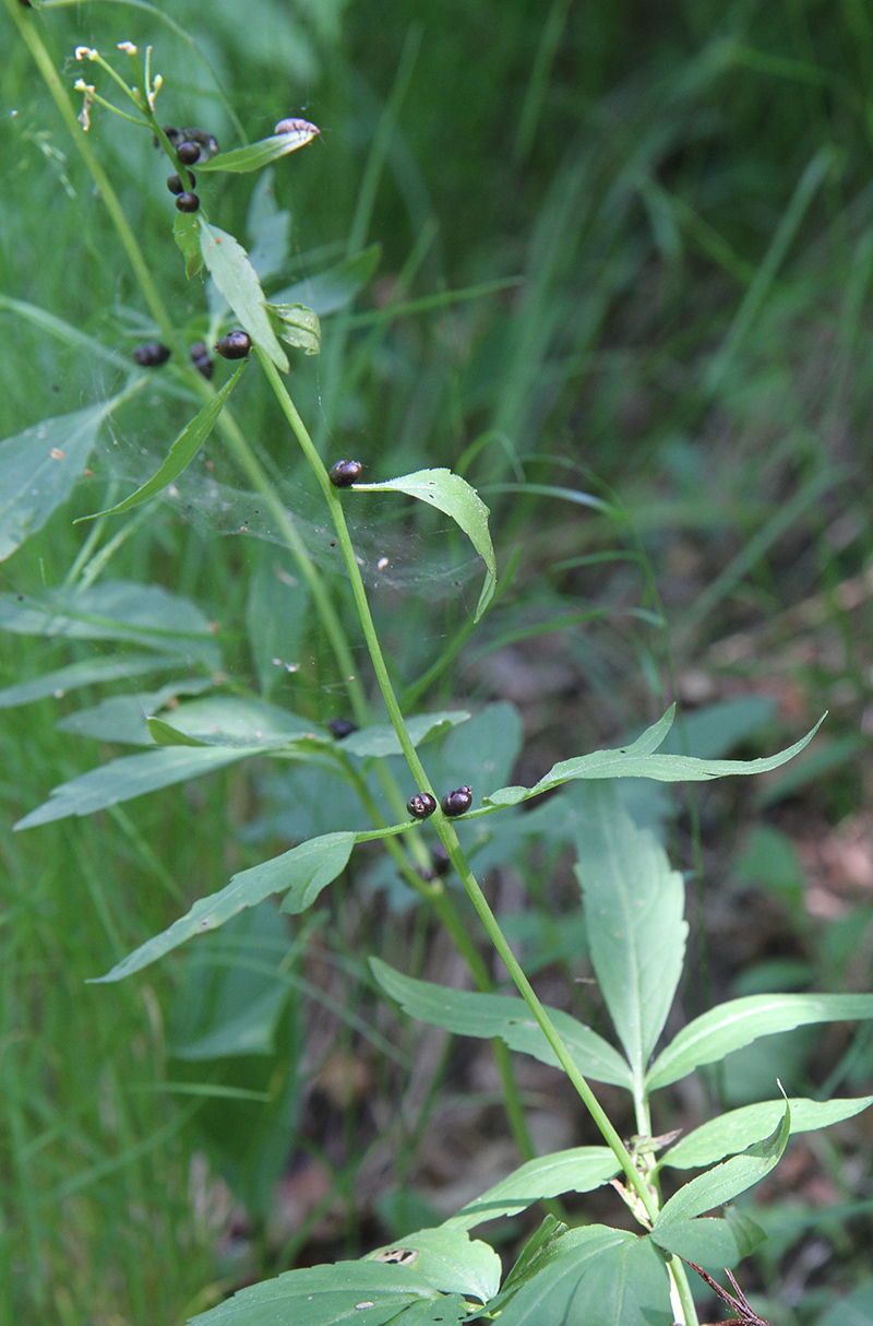 Изображение особи Cardamine bulbifera.