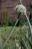 Allium cepa