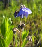 Polemonium