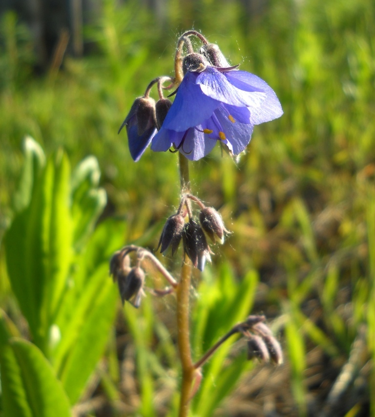 Image of genus Polemonium specimen.