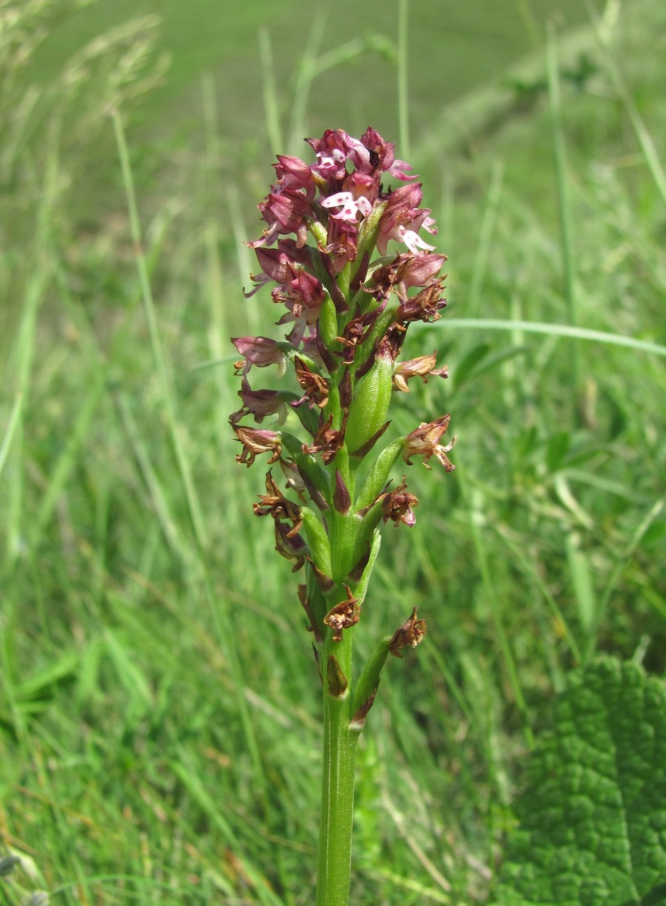 Изображение особи Neotinea ustulata.