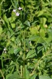 Epilobium adenocaulon