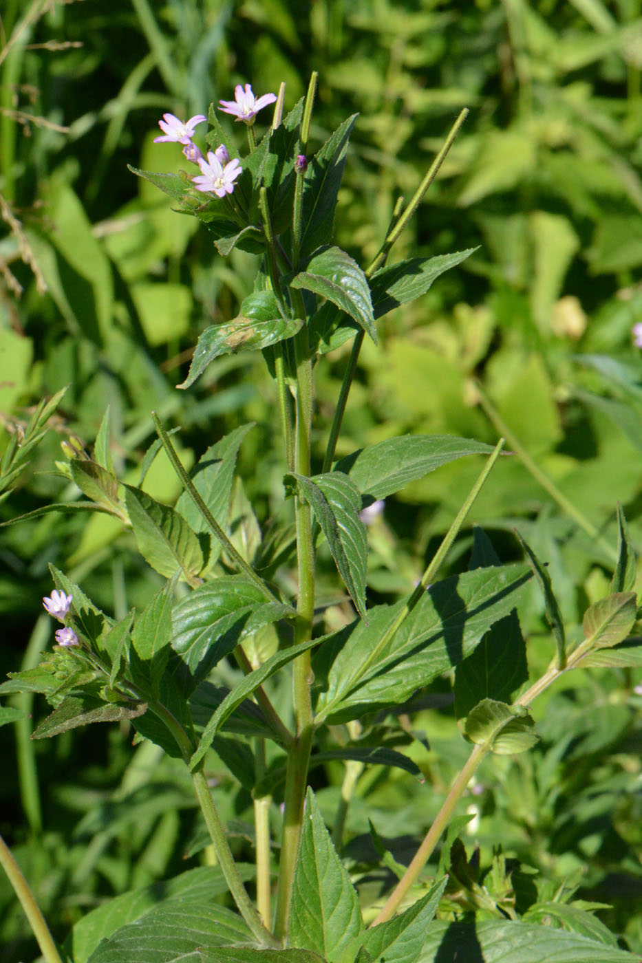 Image of Epilobium adenocaulon specimen.
