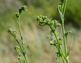 Gypsophila altissima. Верхушки бутонизирующих побегов. Челябинская обл., Кизильский р-н, окр. пос. Ершовский, долина р. Урал, травянистая терраса, закустаренная степь. 13 июня 2019 г.