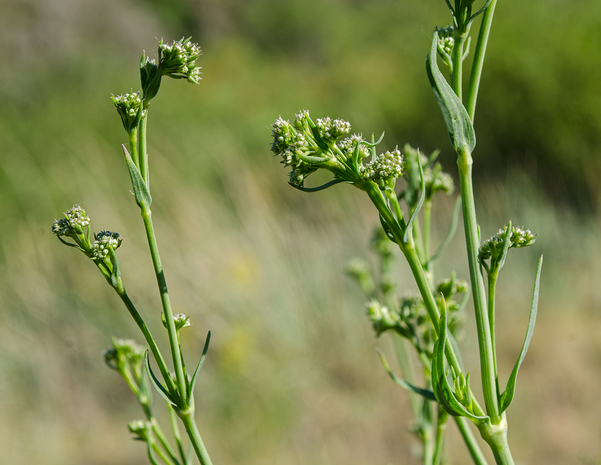 Image of Gypsophila altissima specimen.