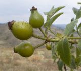 Rosa andegavensis. Верхушка побега с соплодием. Южный берег Крыма, окр. с. Приветное, гора Казах, каменистая степь с отдельно стоящими деревцами и кустами. 24.07.2019.