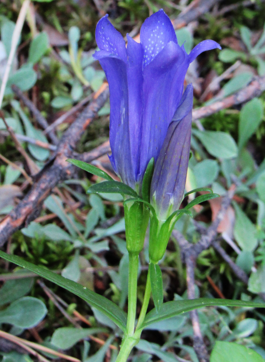 Изображение особи Gentiana pneumonanthe.