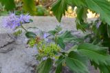 Caryopteris × clandonensis. Верхняя часть цветущего побега. Крым, Севастополь, в культуре. 16.10.2015.