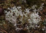 Cladonia rangiferina