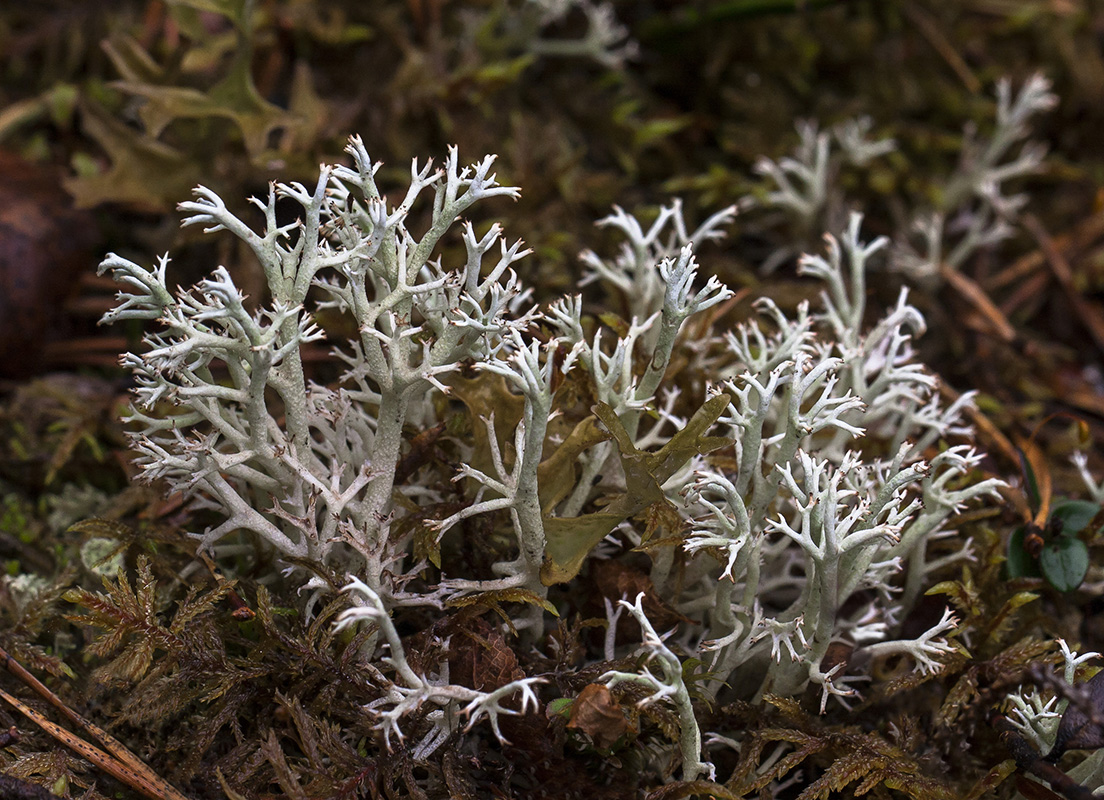 Изображение особи Cladonia rangiferina.