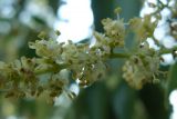 Ligustrum lucidum