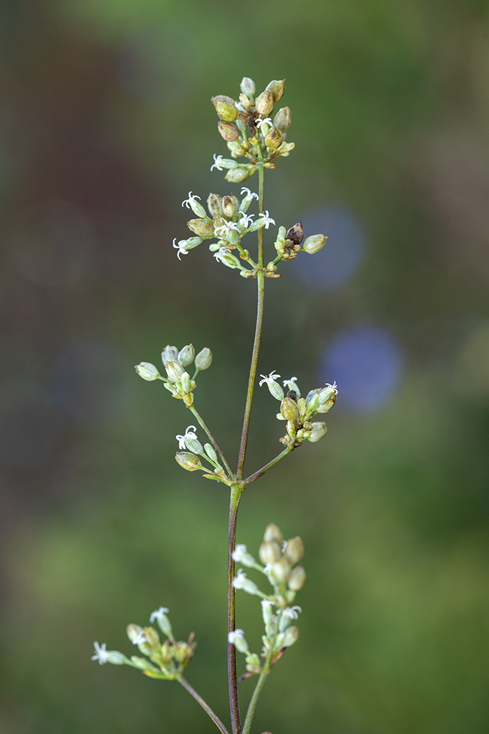 Image of Silene wolgensis specimen.