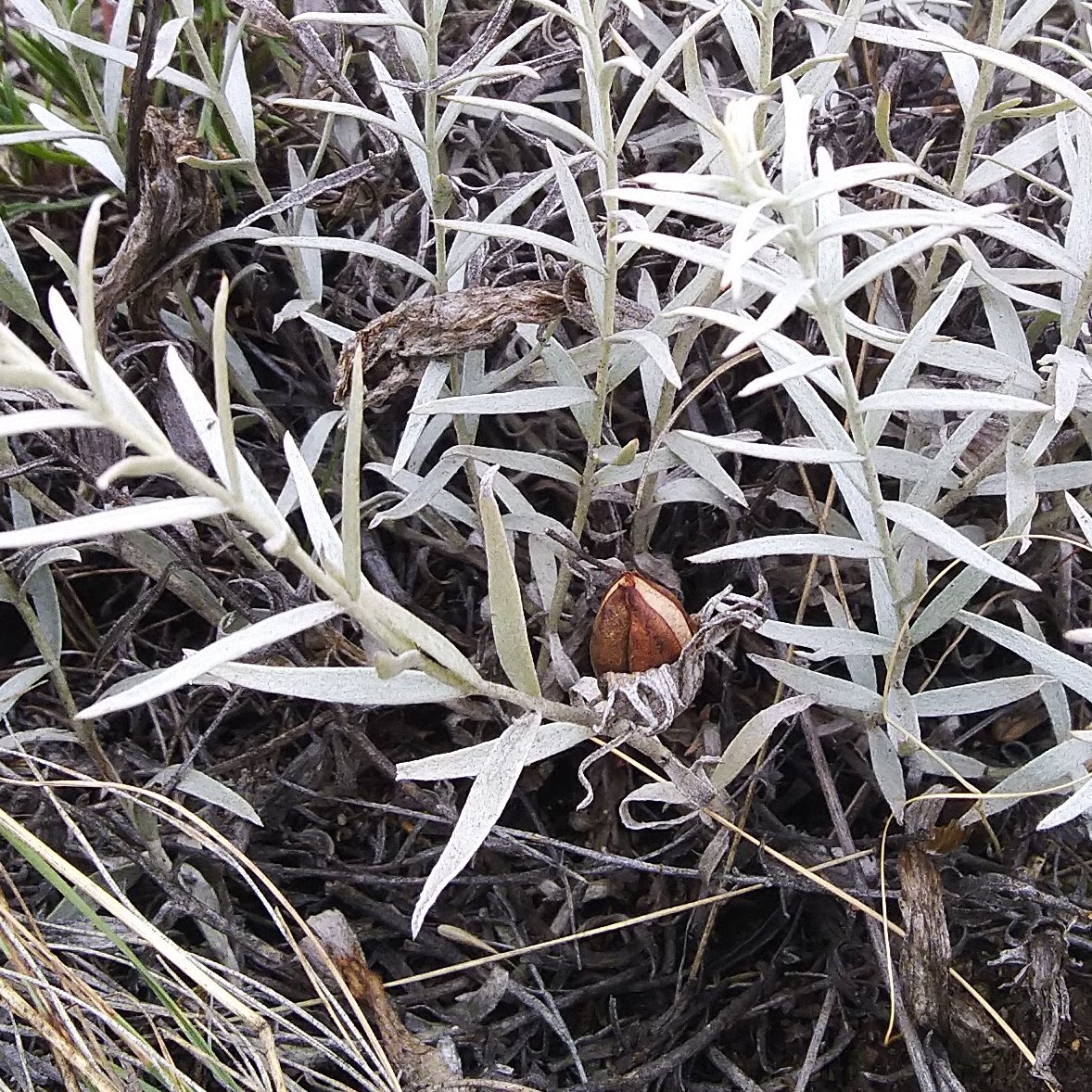 Image of Cymbaria daurica specimen.