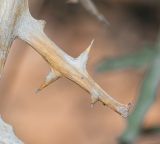 Image of taxon representative. Author is Татьяна Мальчинская