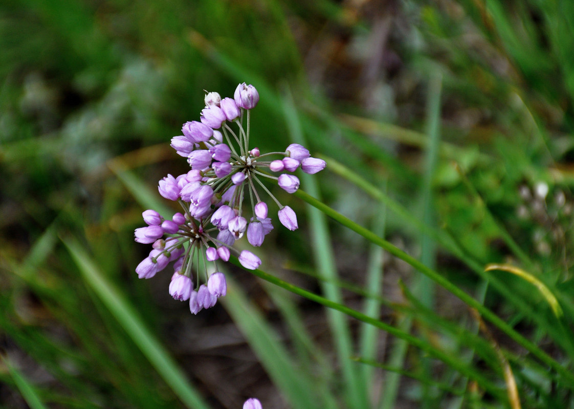 Image of Allium rubens specimen.