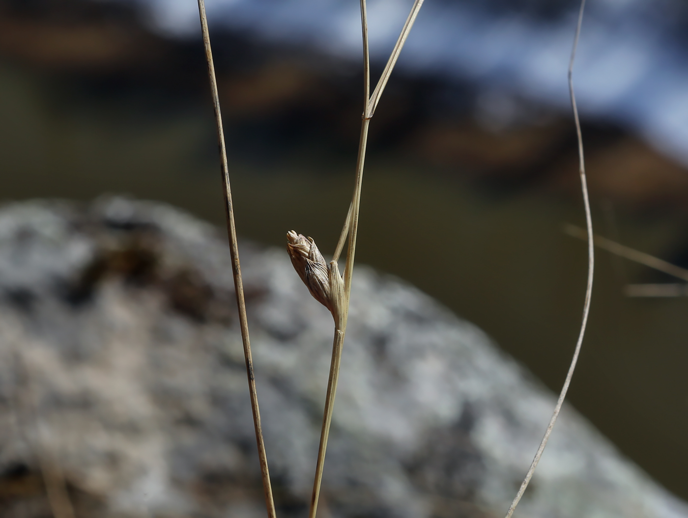 Image of Elytrigia reflexiaristata specimen.