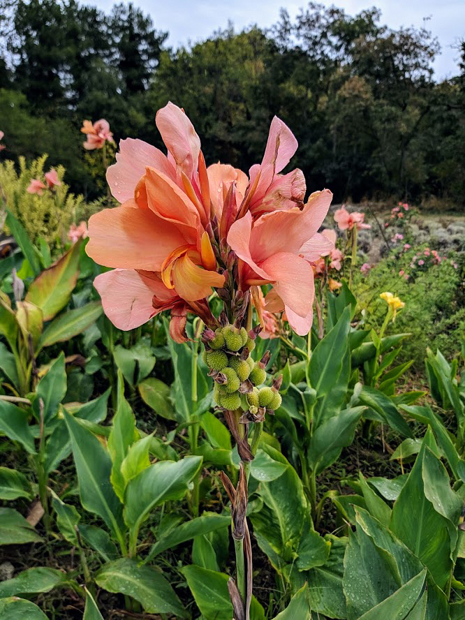 Image of Canna &times; generalis specimen.