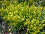 Cruciata coronata