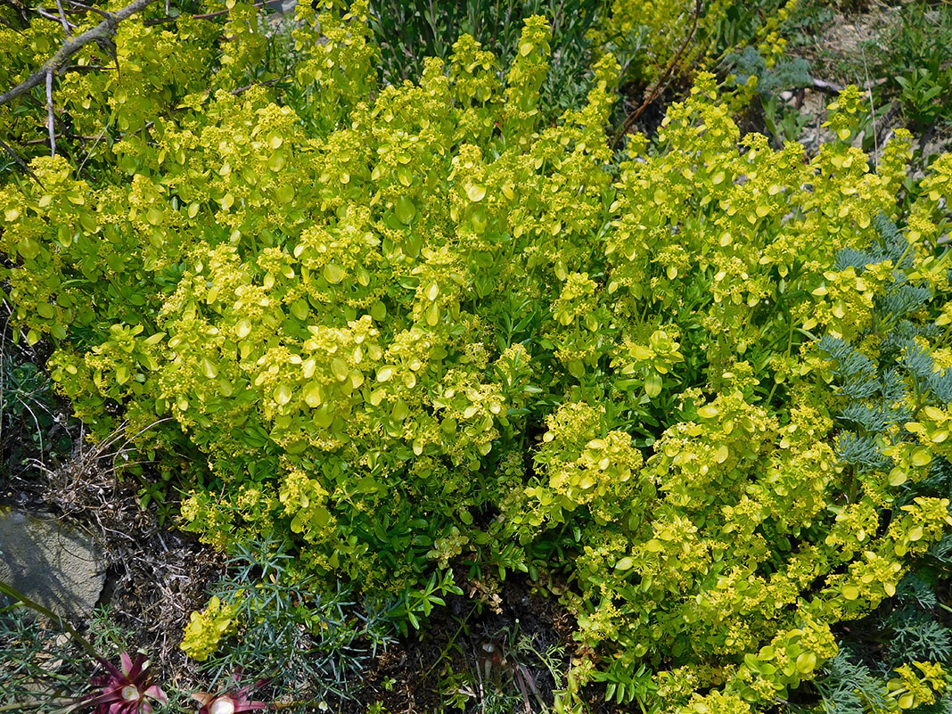 Изображение особи Cruciata coronata.