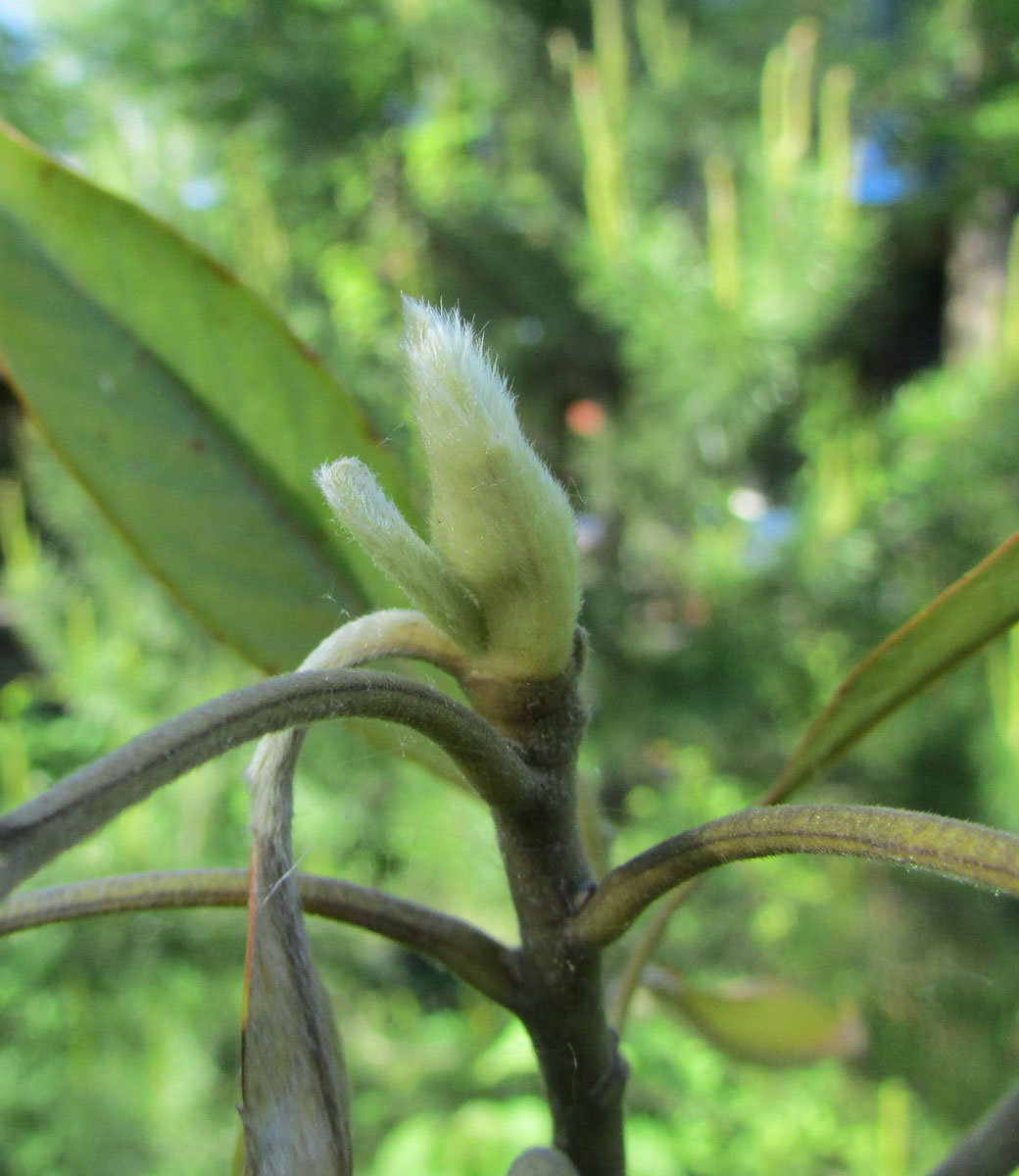 Image of Magnolia virginiana specimen.