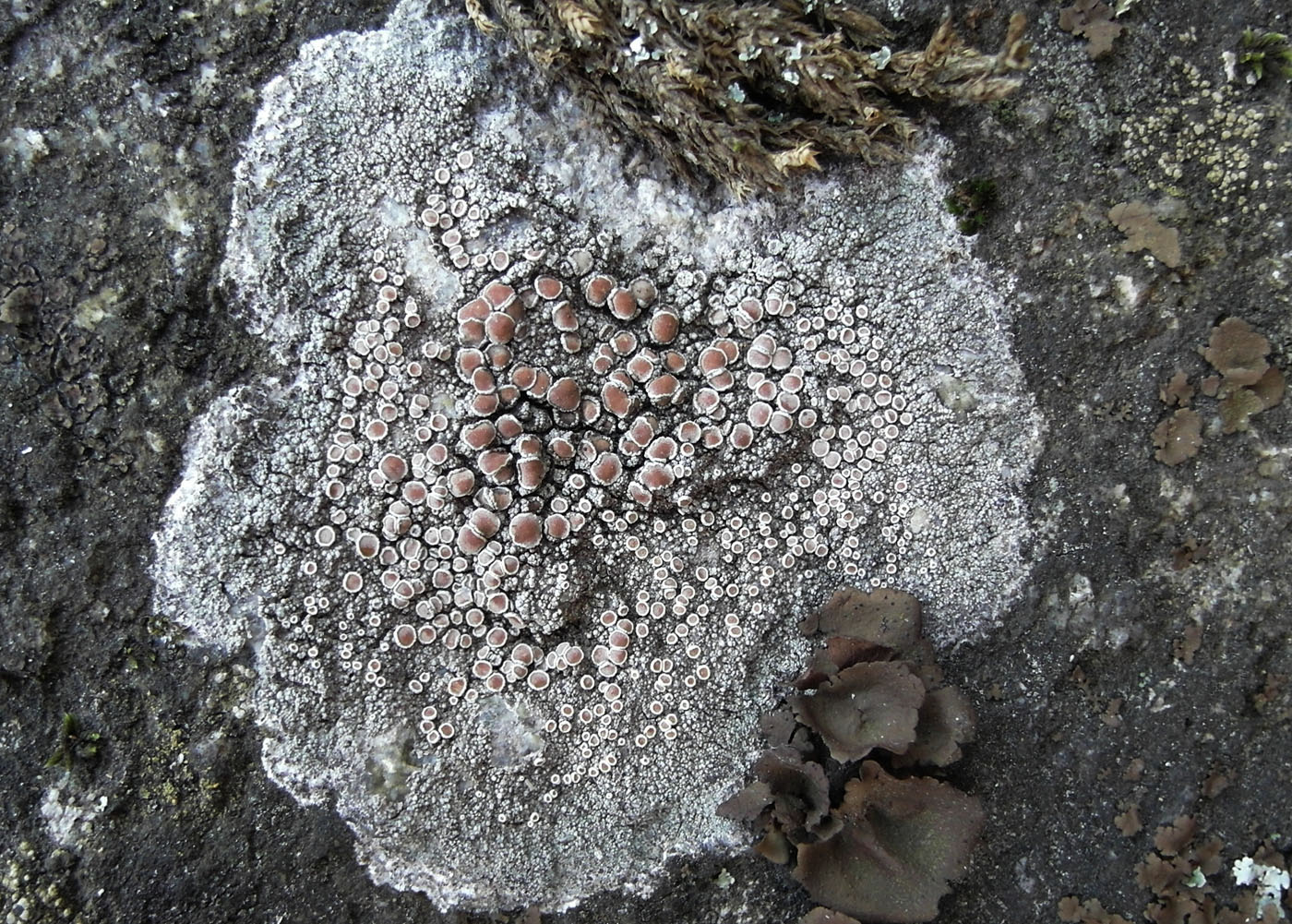 Изображение особи Lecanora cenisia.