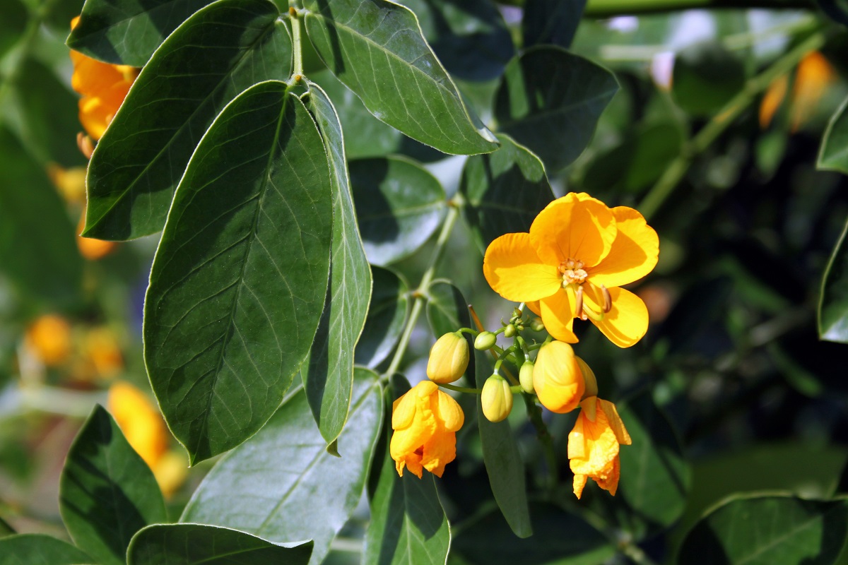 Изображение особи Senna &times; floribunda.