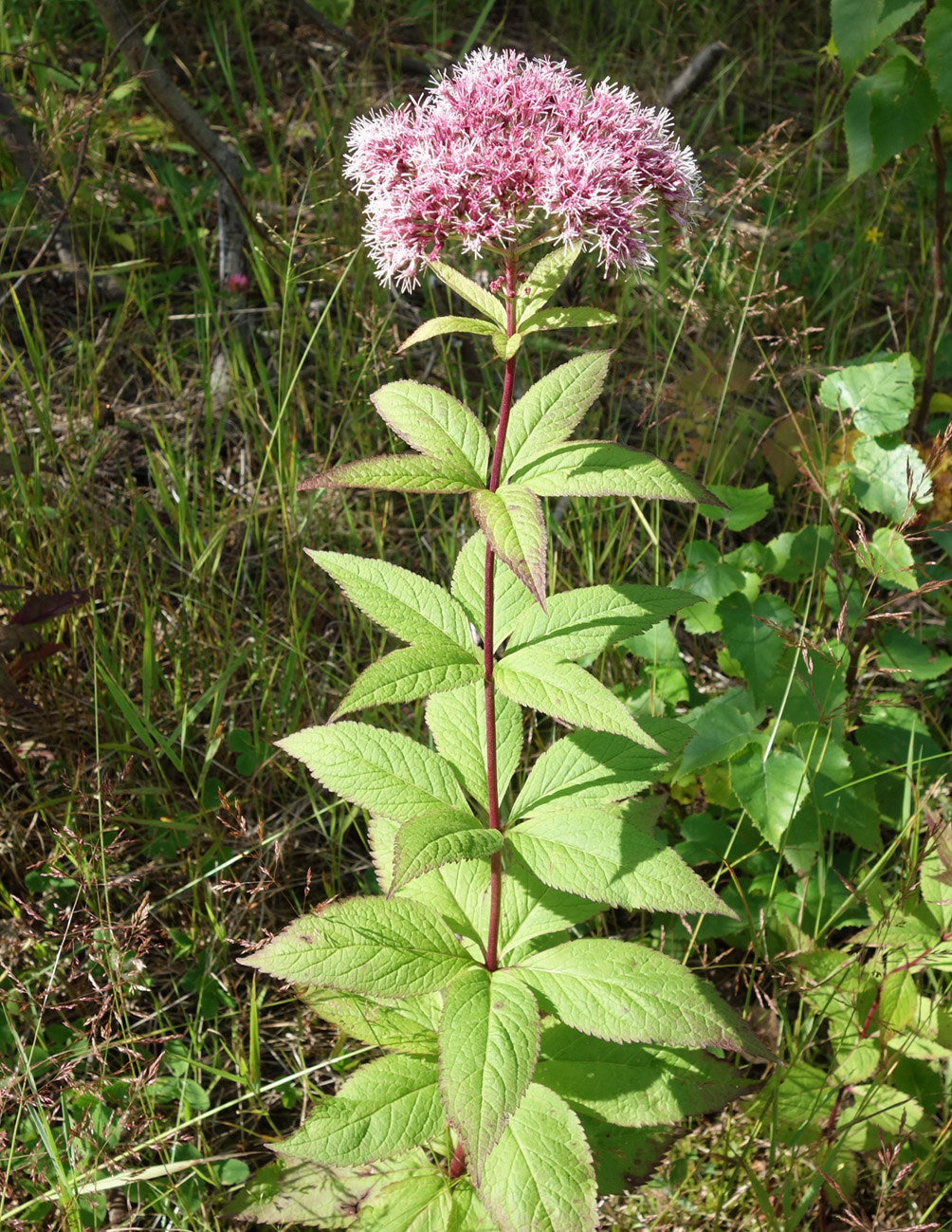 Изображение особи Eupatorium glehnii.