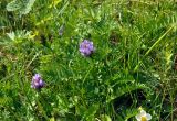 Astragalus tibetanus. Верхушка цветущего растения. Алтай, Онгудайский р-н, окр. с. Белый Бом, ≈ 1100 м н.у.м., луг. 11.06.2019.