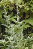 Artemisia koidzumii