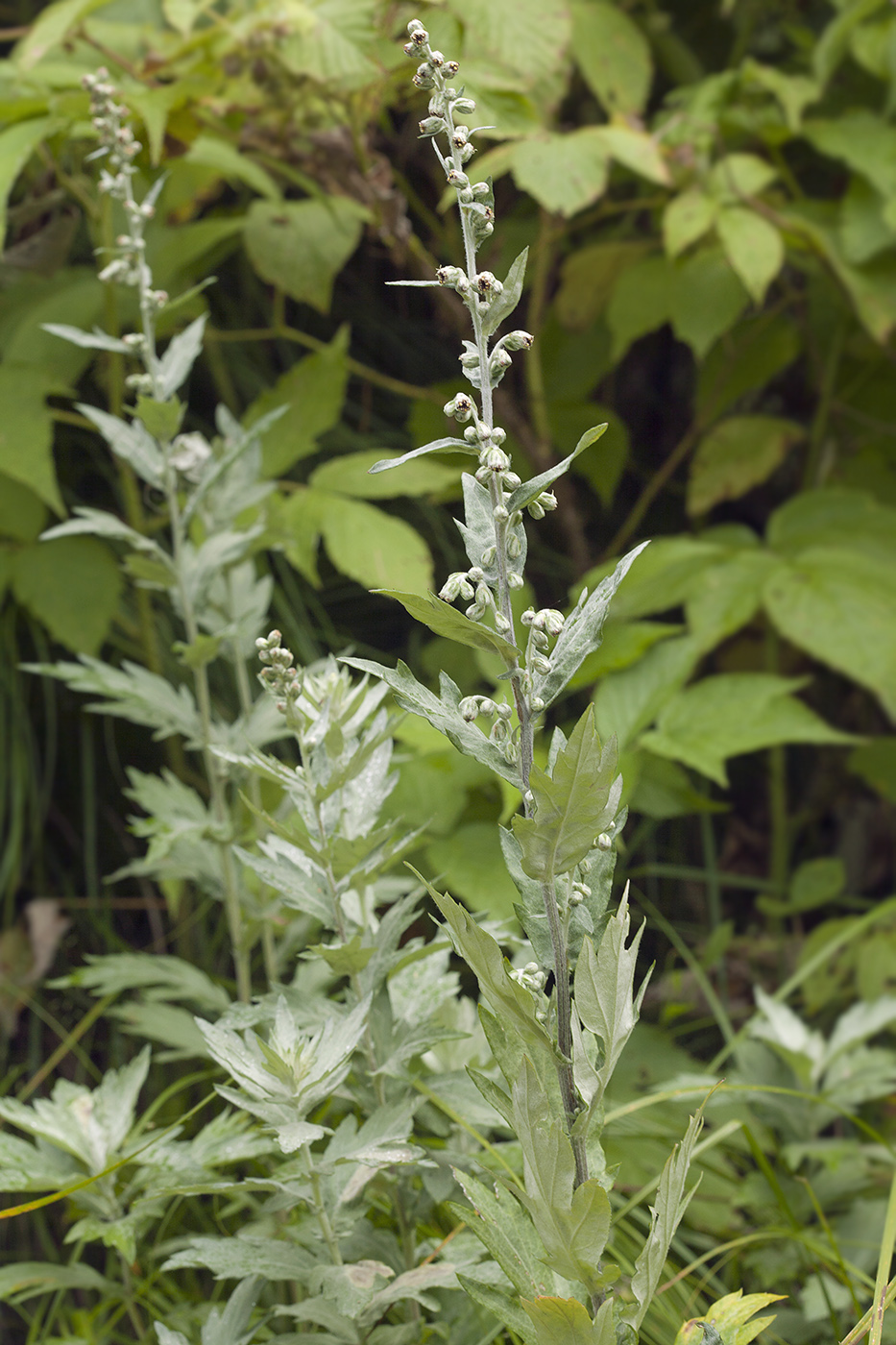 Image of Artemisia koidzumii specimen.