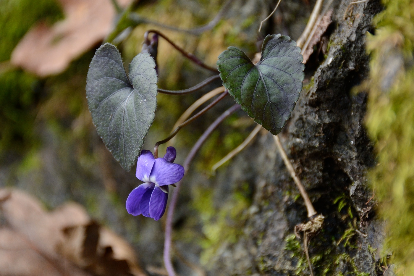 Изображение особи Viola dehnhardtii.