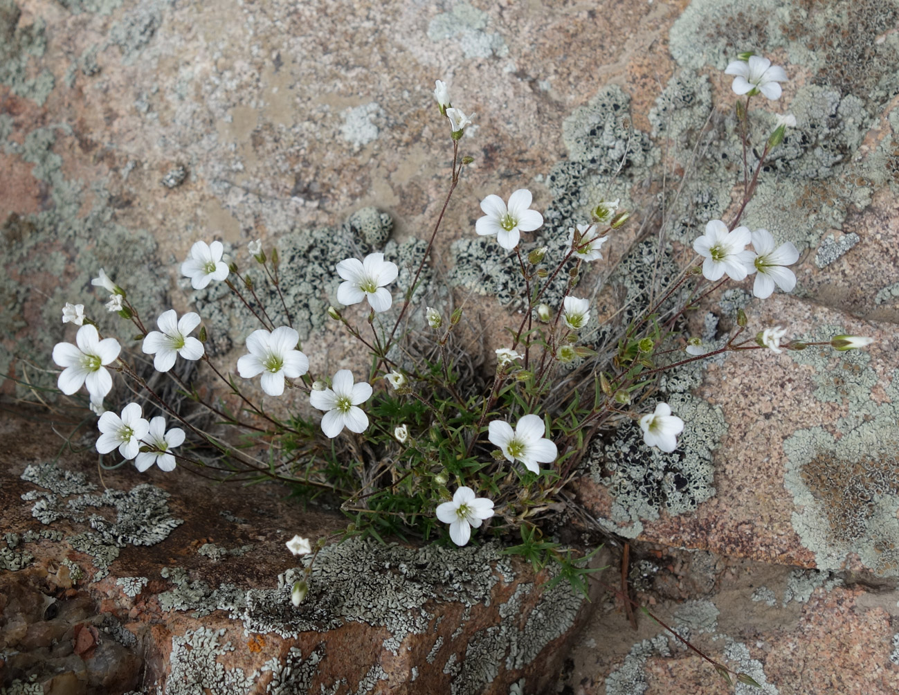 Image of Minuartia kryloviana specimen.