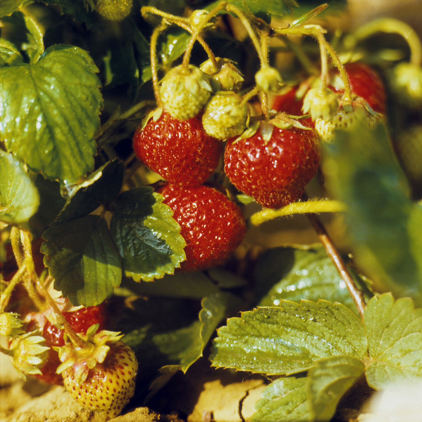 Изображение особи Fragaria × ananassa.