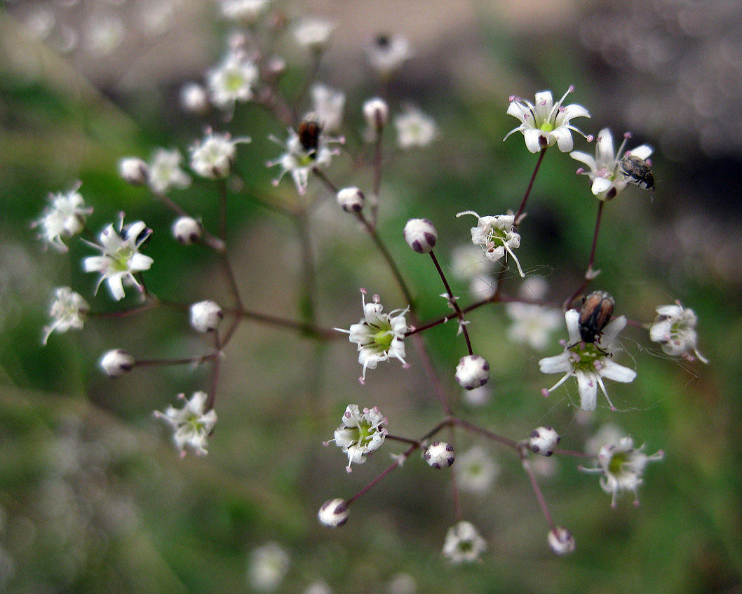 Изображение особи Gypsophila paniculata.