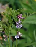 Vicia sepium. Верхушка побега с соцветием. Московская обл., Пушкинский р-н, окр. дер. Мураново, луг. 25.05.2019.