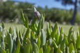 Carpobrotus edulis