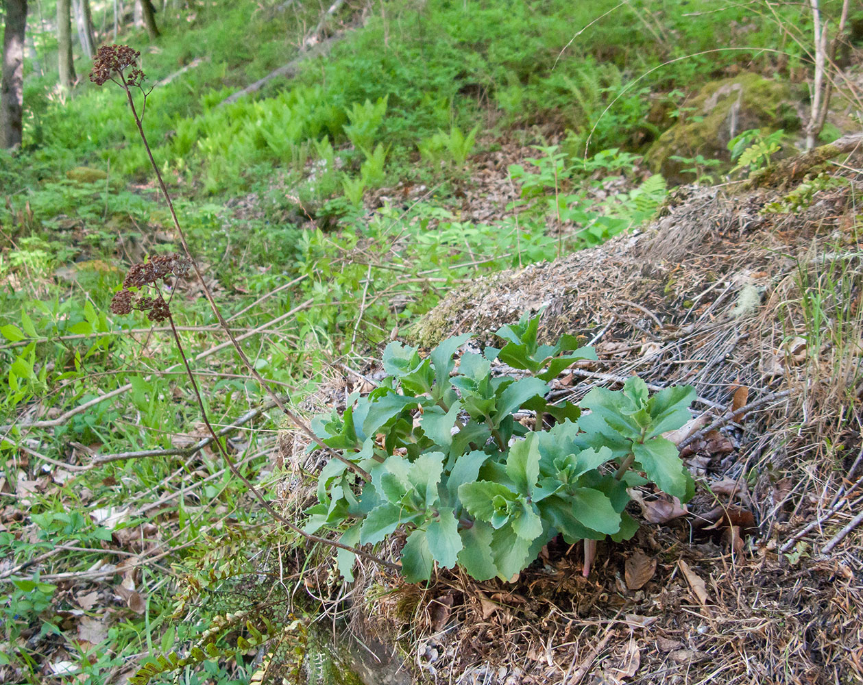 Изображение особи Hylotelephium caucasicum.