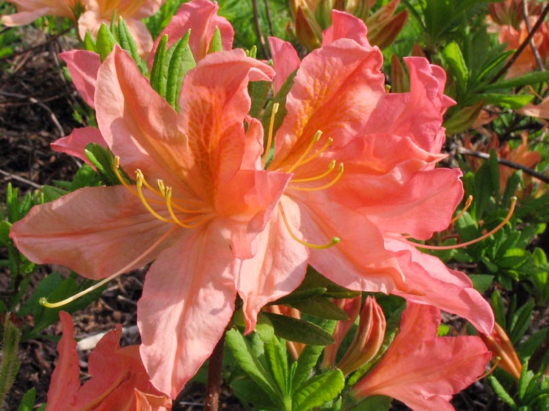 Image of genus Rhododendron specimen.